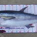 Longtail Tuna - Photo (c) Kevin Long, some rights reserved (CC BY-NC), uploaded by Kevin Long