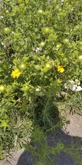 Grindelia squarrosa