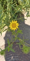 Grindelia squarrosa