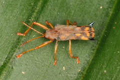 Sceloenopla pretiosa