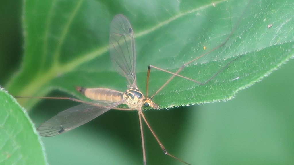 Ferruginous Tiger Crane Fly from St. Catharines, ON, Canada on July 10