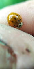 Harmonia axyridis