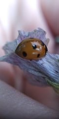 Coccinella septempunctata