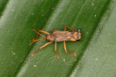 Sceloenopla pretiosa