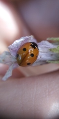 Coccinella septempunctata