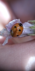 Coccinella septempunctata
