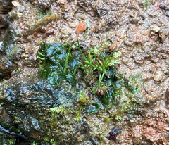 Phaeoceros carolinianus