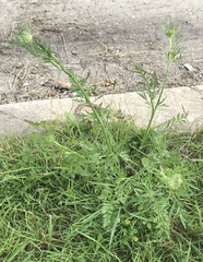Daucus carota