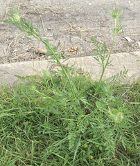 Daucus carota