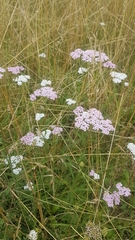 Achillea millefolium