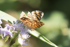 Phyciodes graphica
