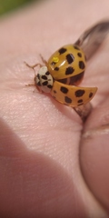 Harmonia axyridis