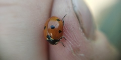 Coccinella septempunctata