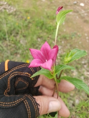 Spigelia scabrella