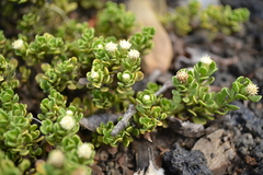 Baccharis magellanica