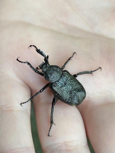Rough Hermit Beetle photo 6