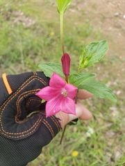 Spigelia scabrella