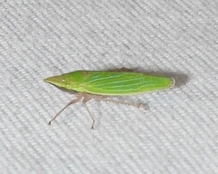 Draeculacephala antica