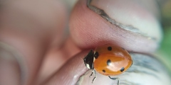 Coccinella septempunctata