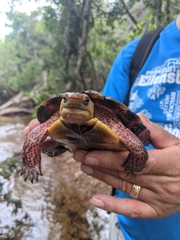 Rhinoclemmys pulcherrima rogerbarbouri