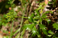 Azorella monteroi