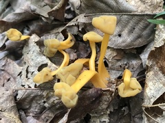 Cudonia lutea
