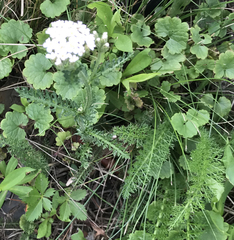 Achillea millefolium