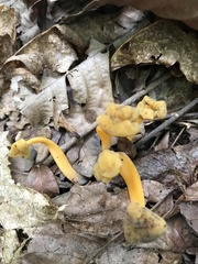 Cudonia lutea