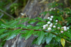 Azara serrata