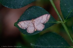 Idaea impexa