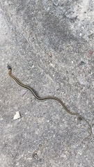 Thamnophis cyrtopsis collaris