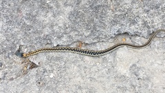 Thamnophis cyrtopsis collaris