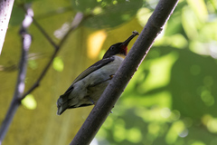 Myzomela jugularis