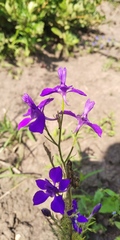 Delphinium consolida