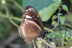 Euploea lewinii