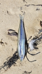 Atherinops affinis