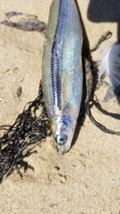Atherinops affinis