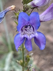 Penstemon leiophyllus