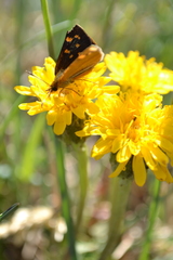 Butleria fruticolens