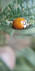 Harmonia axyridis