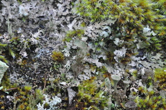 Cladonia albonigra