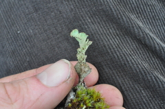 Cladonia albonigra