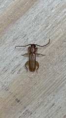 Smodicum cucujiforme