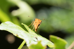 Oriens augustula