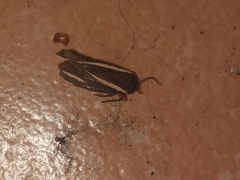 Virbia polyphron
