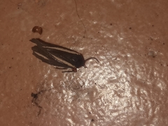 Virbia polyphron