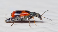 Anthocomus equestris