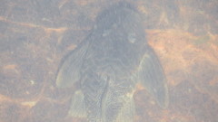 Hypostomus myersi