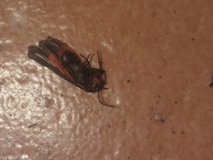 Virbia polyphron