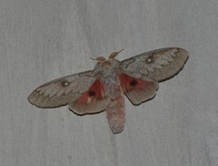 Syssphinx heiligbrodti